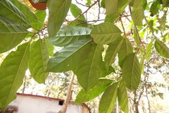 Aporosa octandra